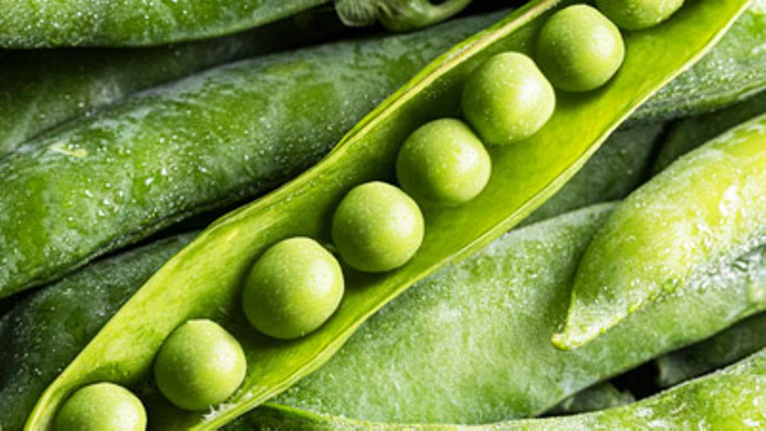 Green peas are low in calories and hold high nutritional value. Read on to learn why you should include peas in your winter diet.